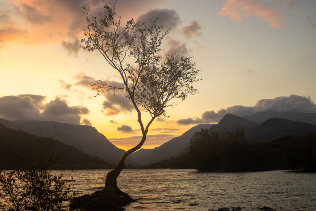 Lonley Tree Mountain Views