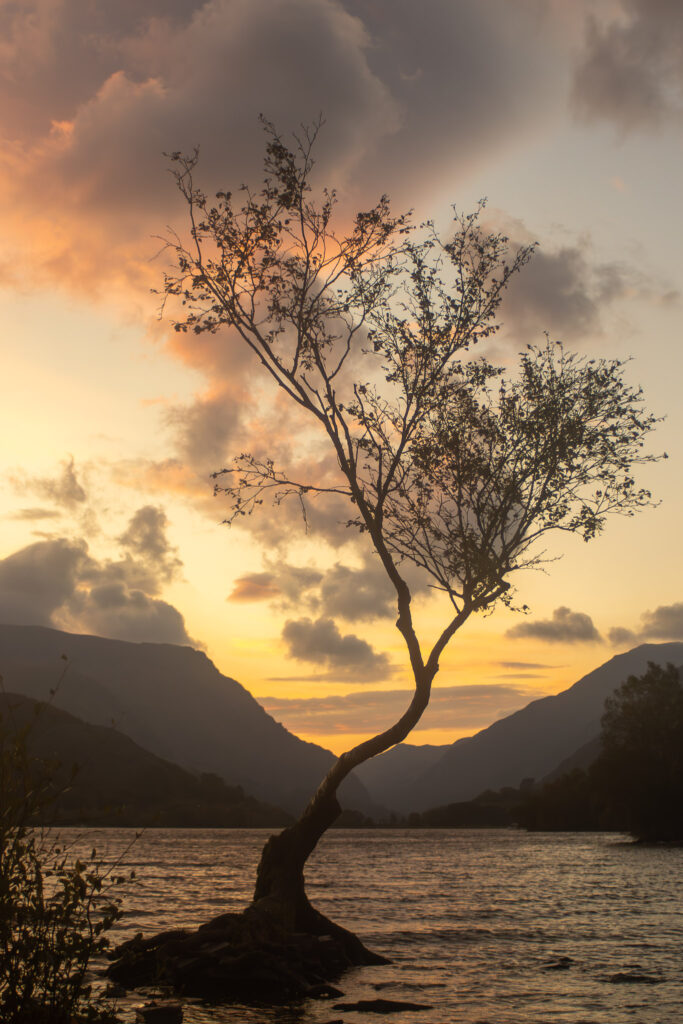 Lonley Tree Cloudy Background