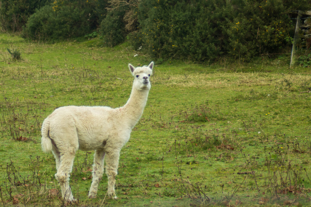Llanyfni Lama