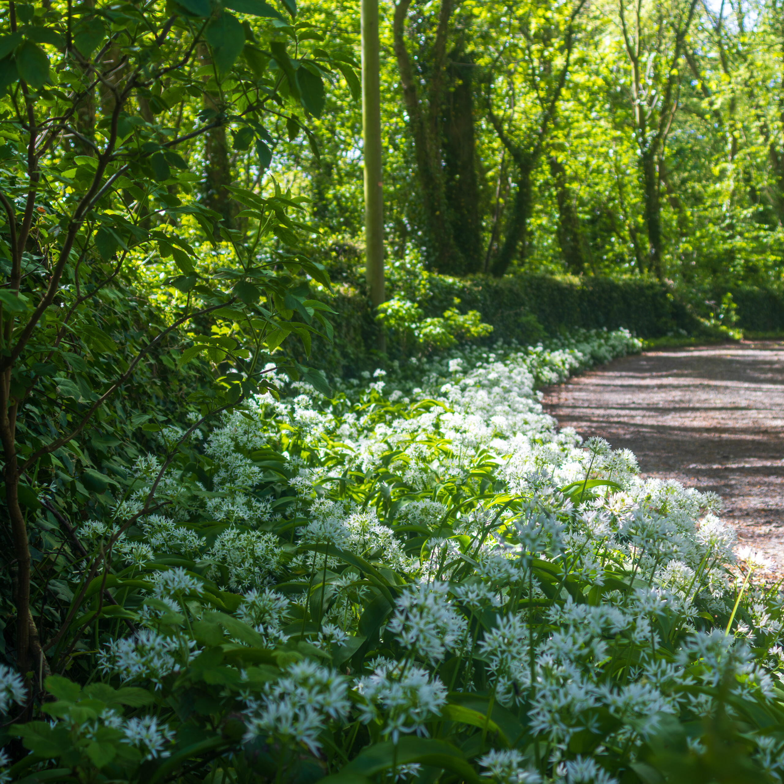 Wild Garlic Lane