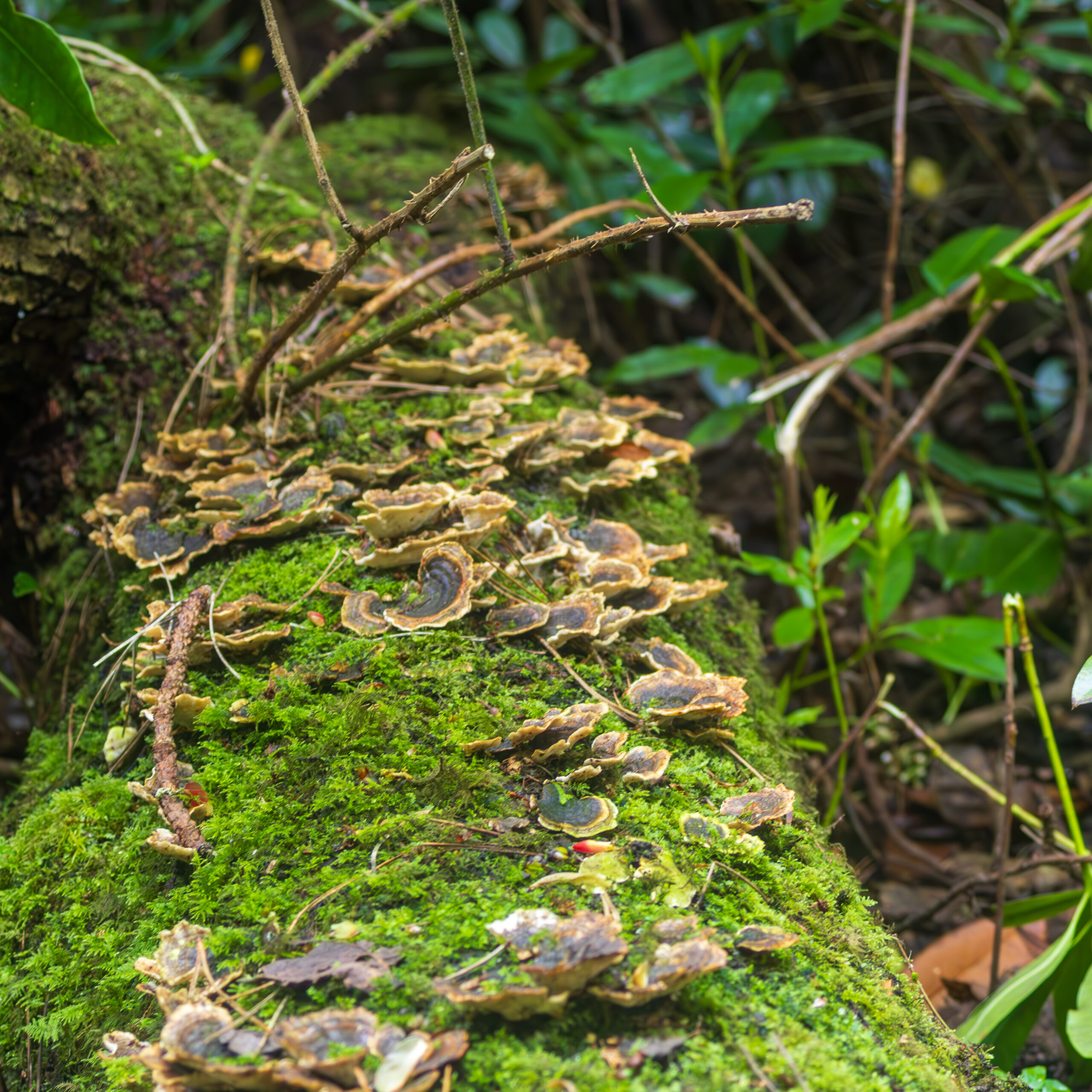 Trametes Versicolor