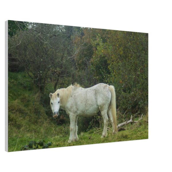 Wild Dales Mares Horses