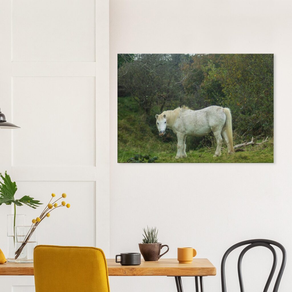Wild Dales Mares Horses