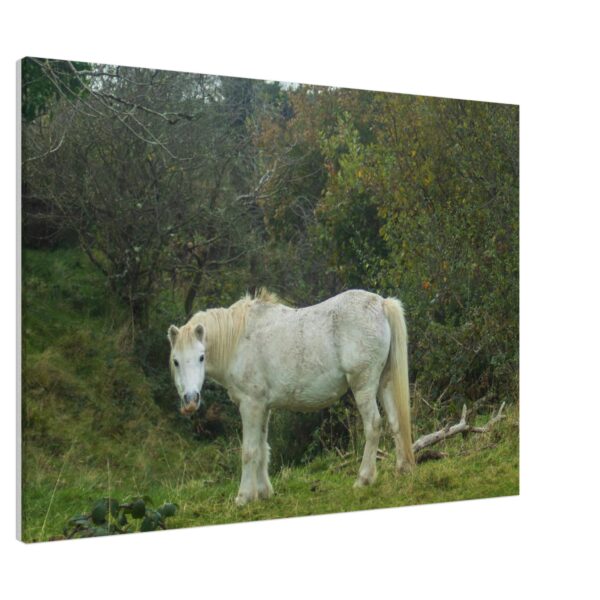 Wild Dales Mares Horses