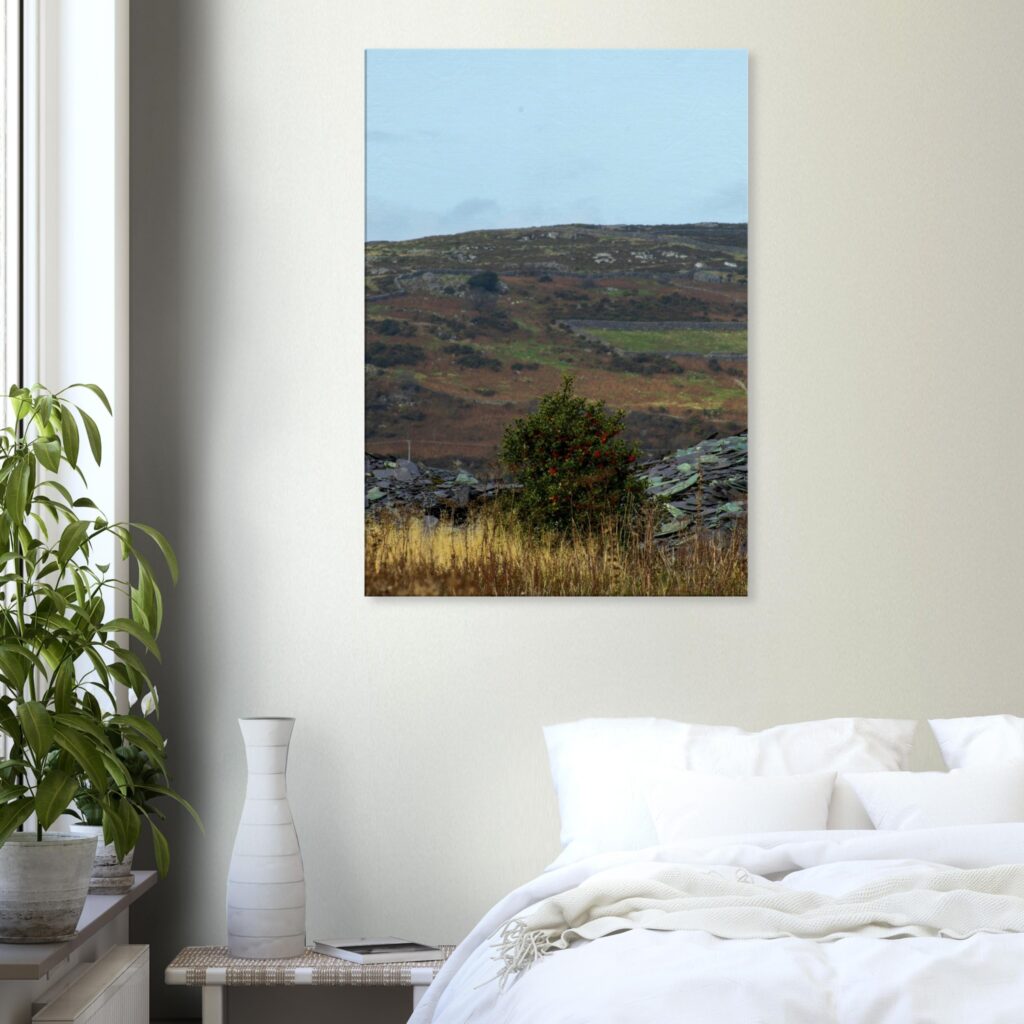 Llanyfni Cherry Tree