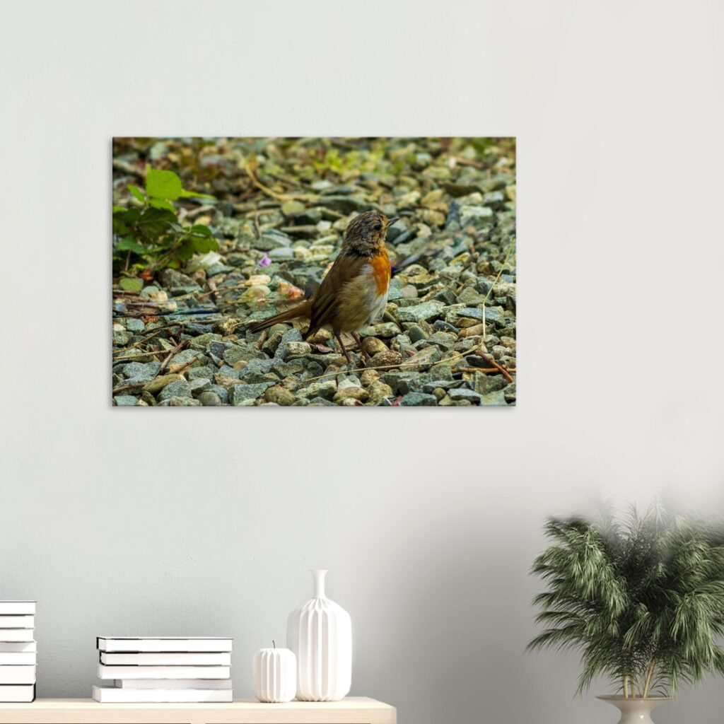 Robin On The Lookout