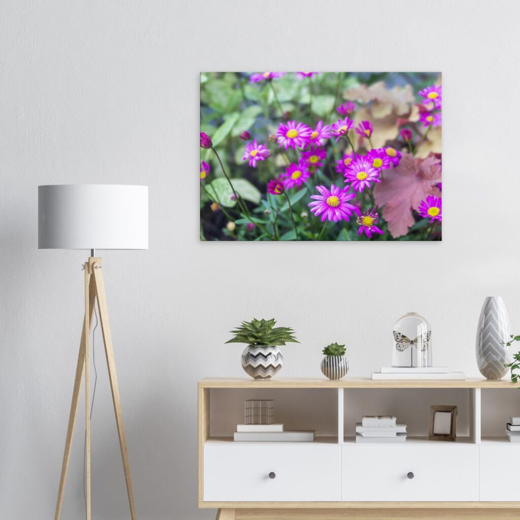 Brachyscome Delight Magenta