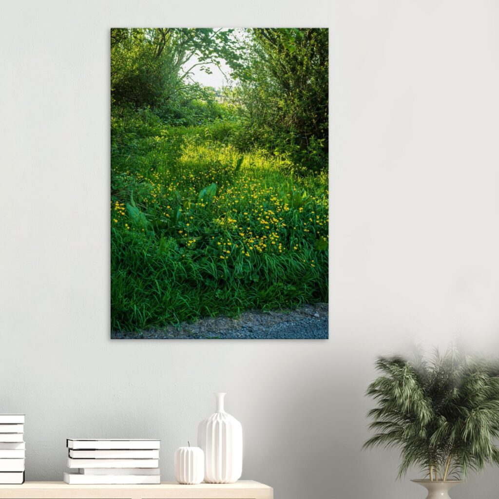 Buttercup Drive