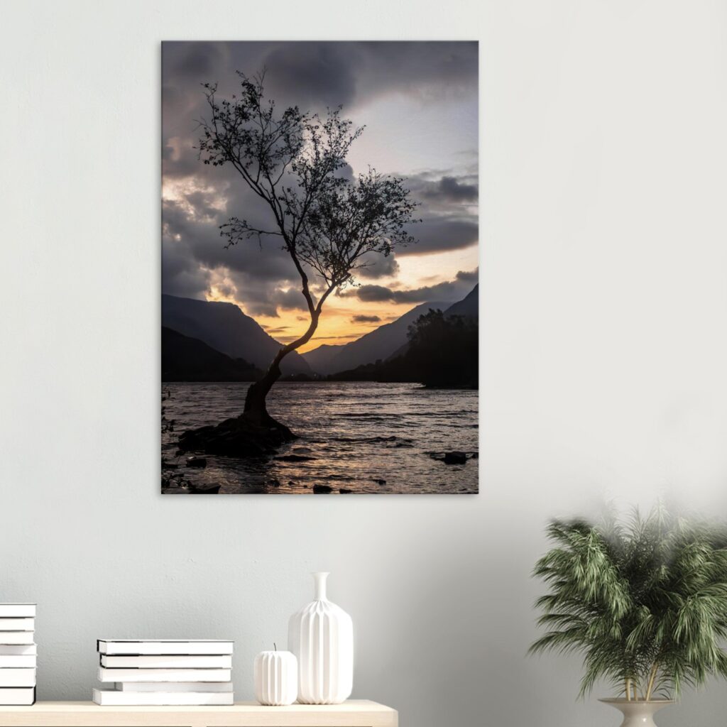 Lonley Tree Clear Grey Sky