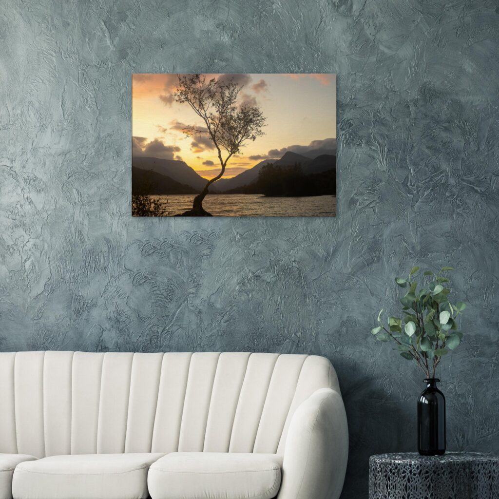 Lonley Tree Mountain Views