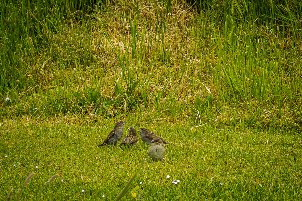 Eurasian Tree Sparrow Fledglings At Dinas Dinelle