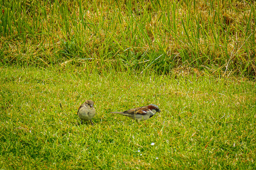 Eurasian Tree Sparrow