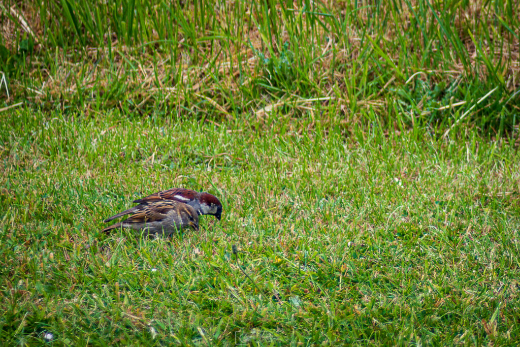 Eurasian Tree Sparrow