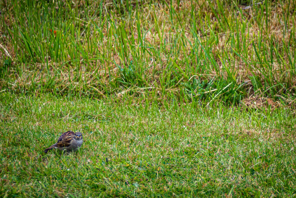 Eurasian Tree Sparrow