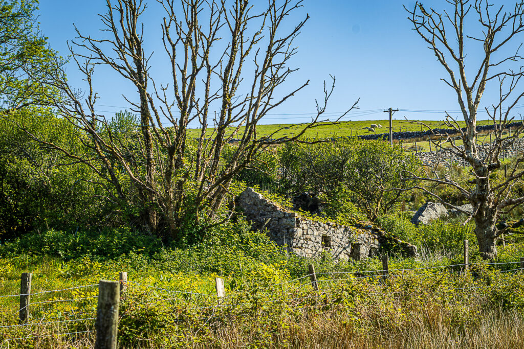 Nature Reclaiming Derelict Building