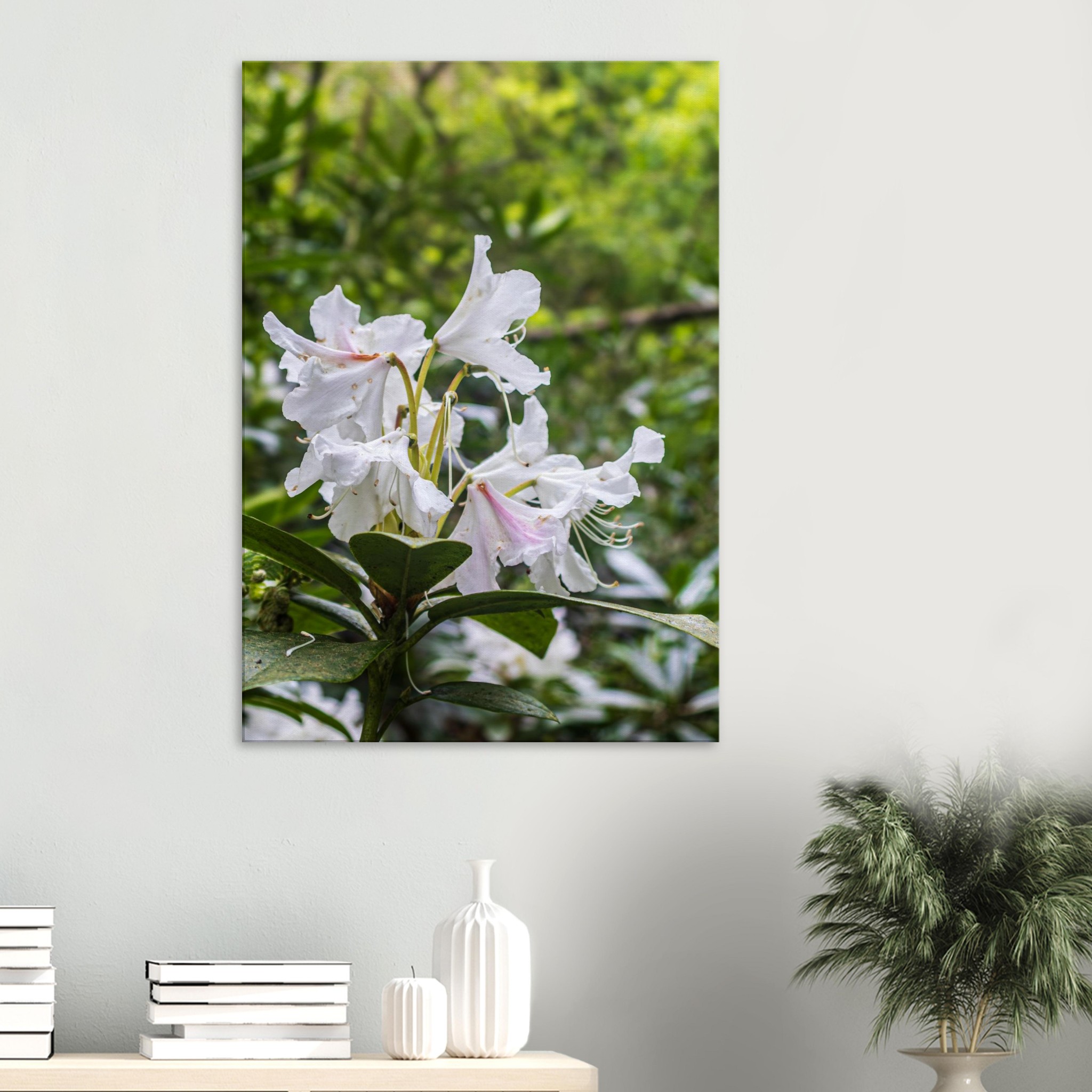 Rhododendron Decorum