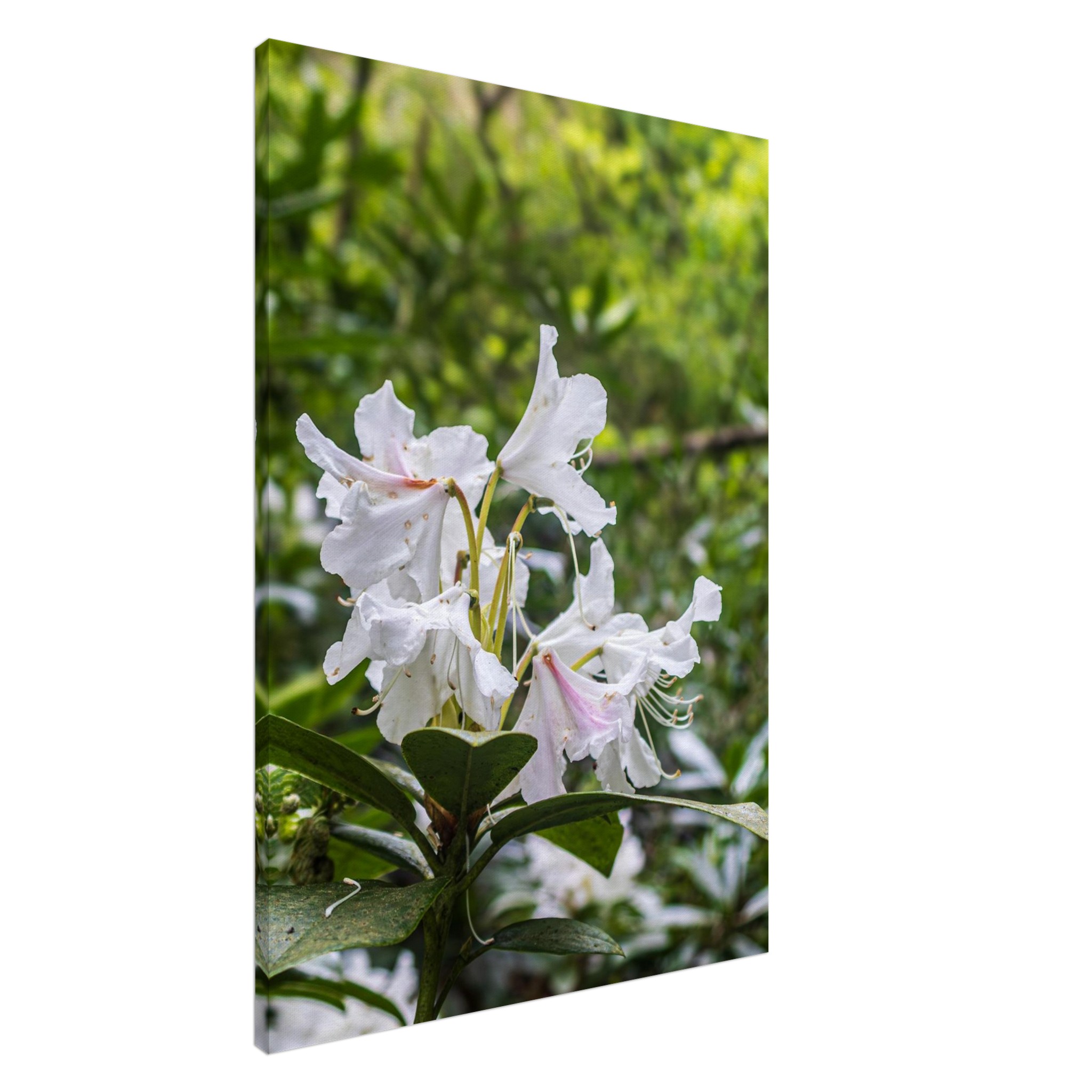 Rhododendron Decorum