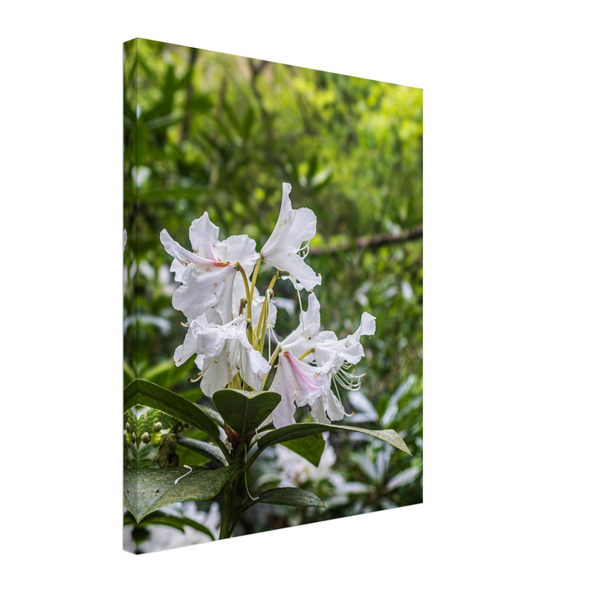 Rhododendron Decorum