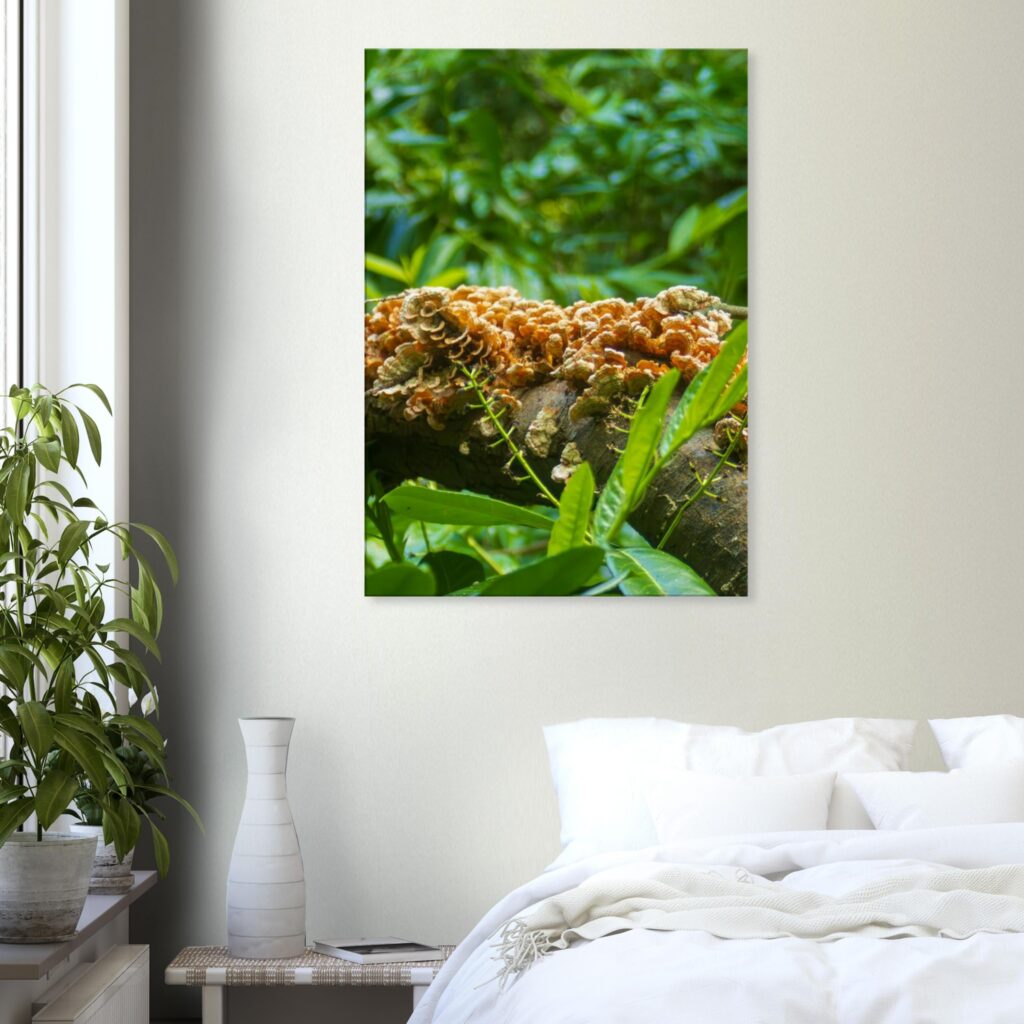 False Turkey-Tail