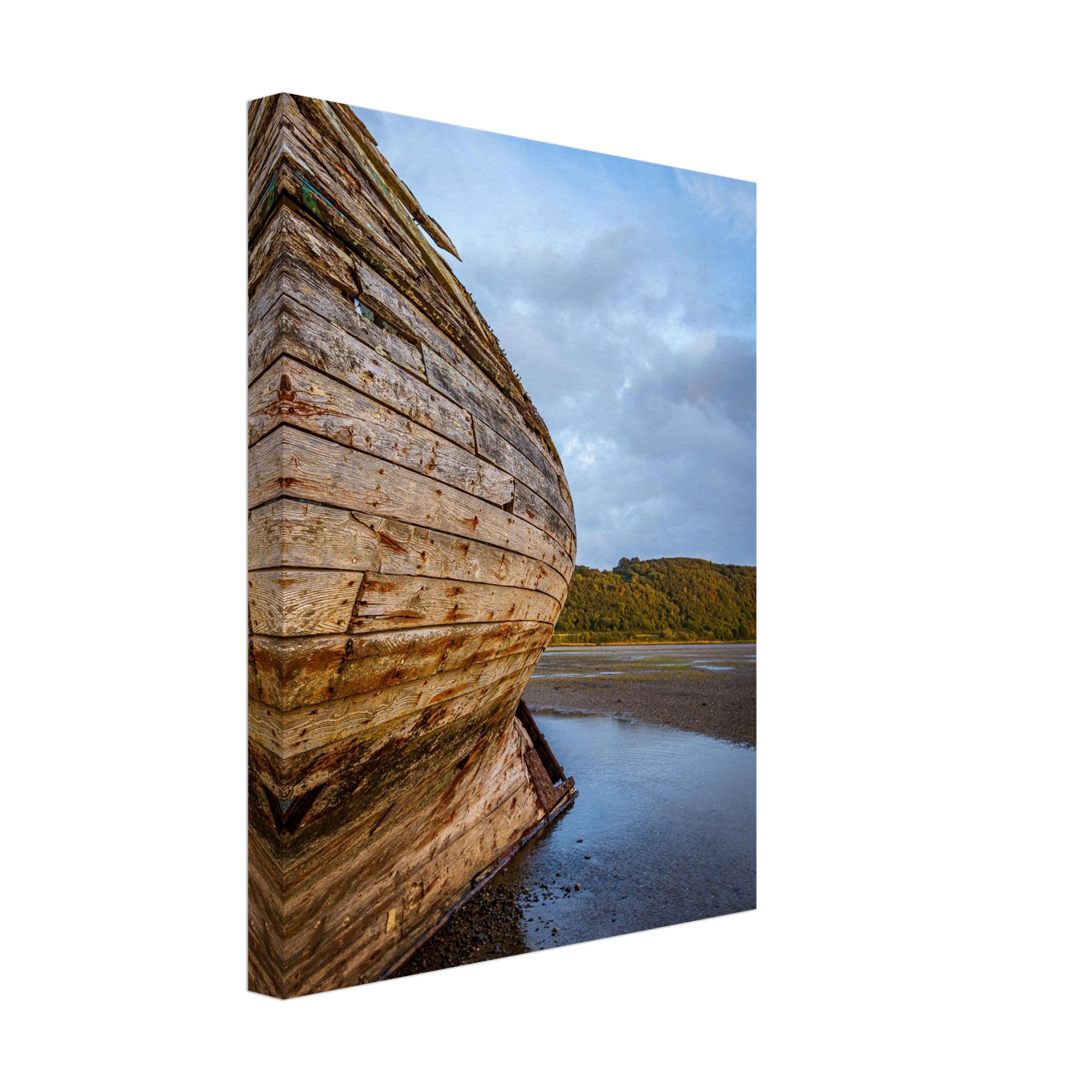 Manx Rose Screams Land Ahoy...