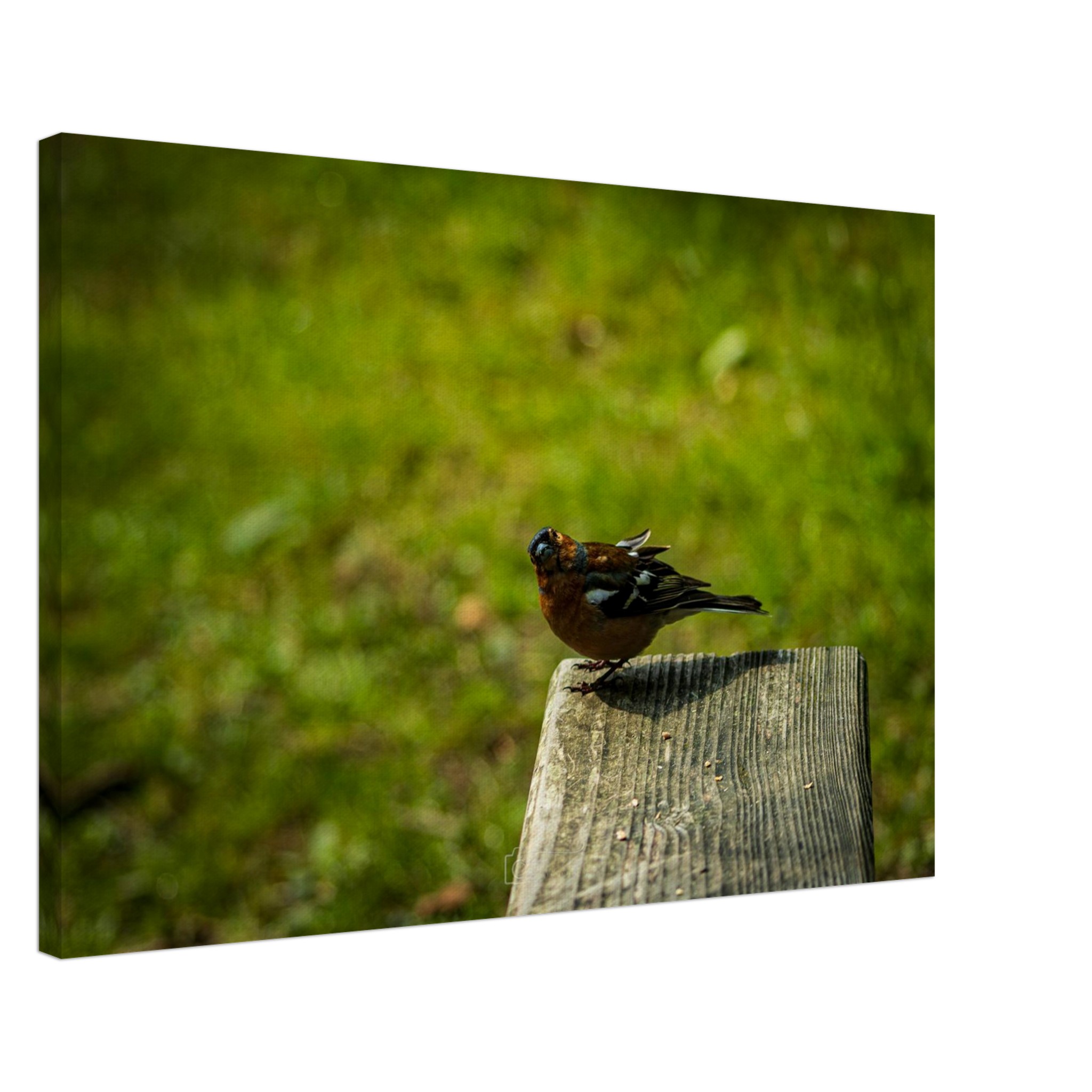 Charming Common Chaffinch