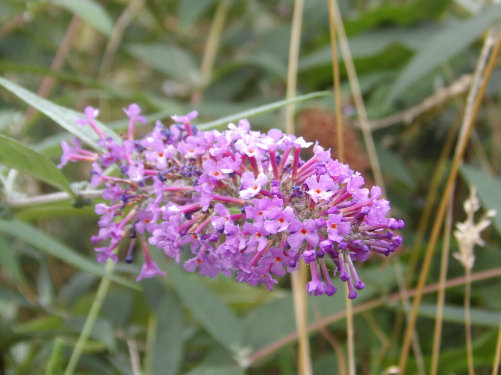 Buddleja Davidii 'Buzz Sky Blue'