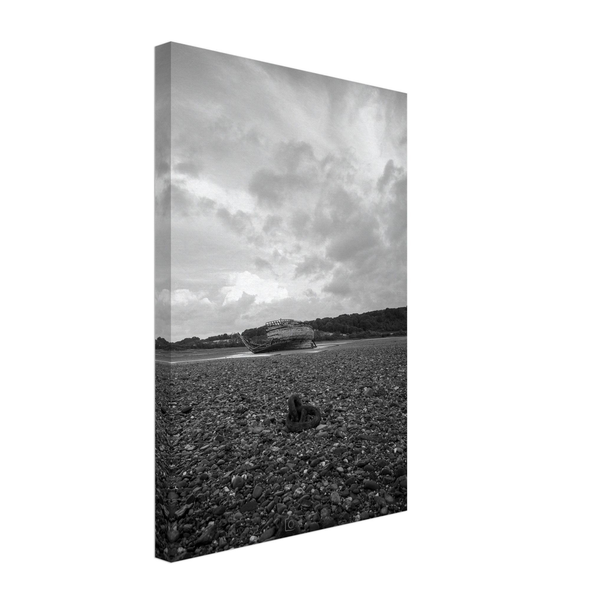 Manx Rose Breaking Free