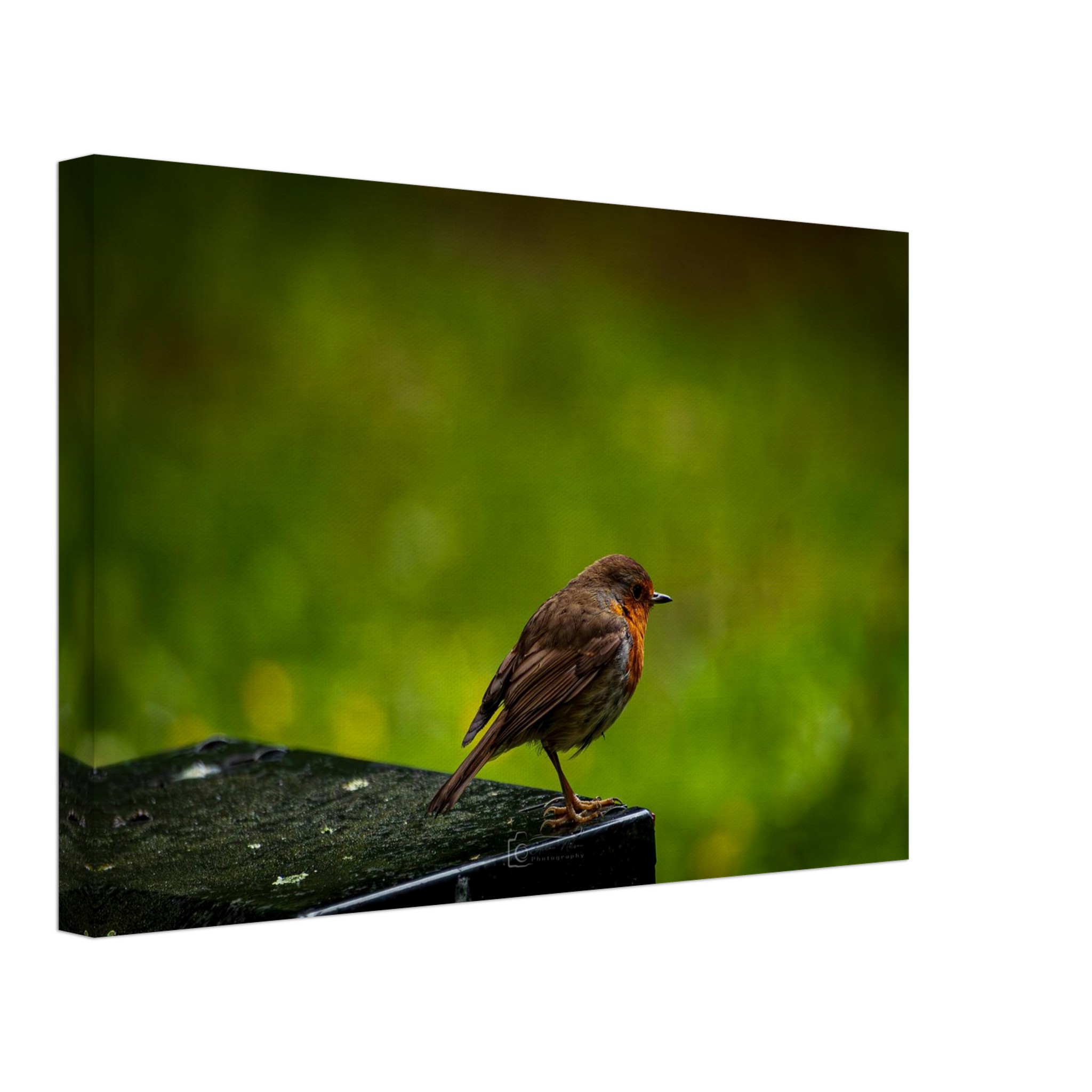 Robin Red Breast Watches The World