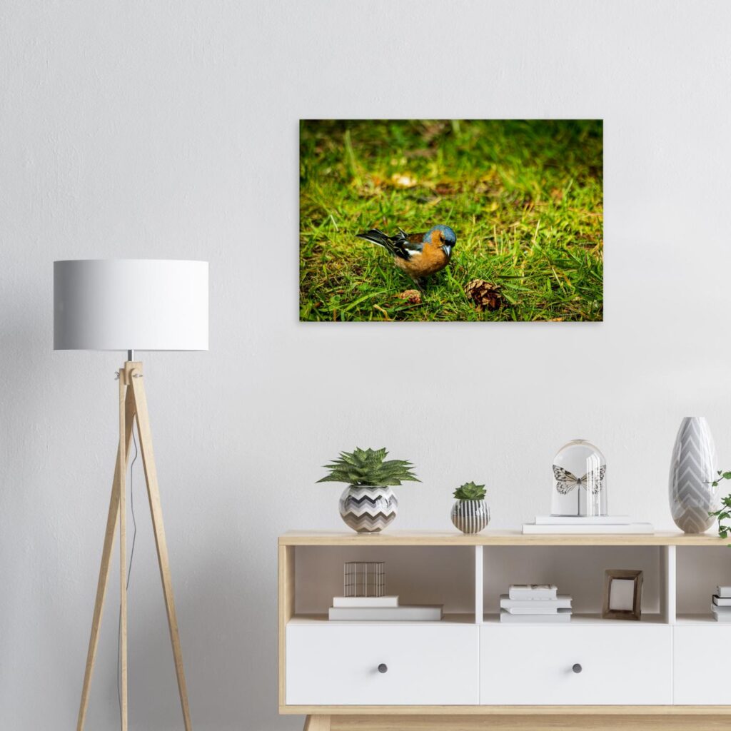 Curious Common Chaffinch