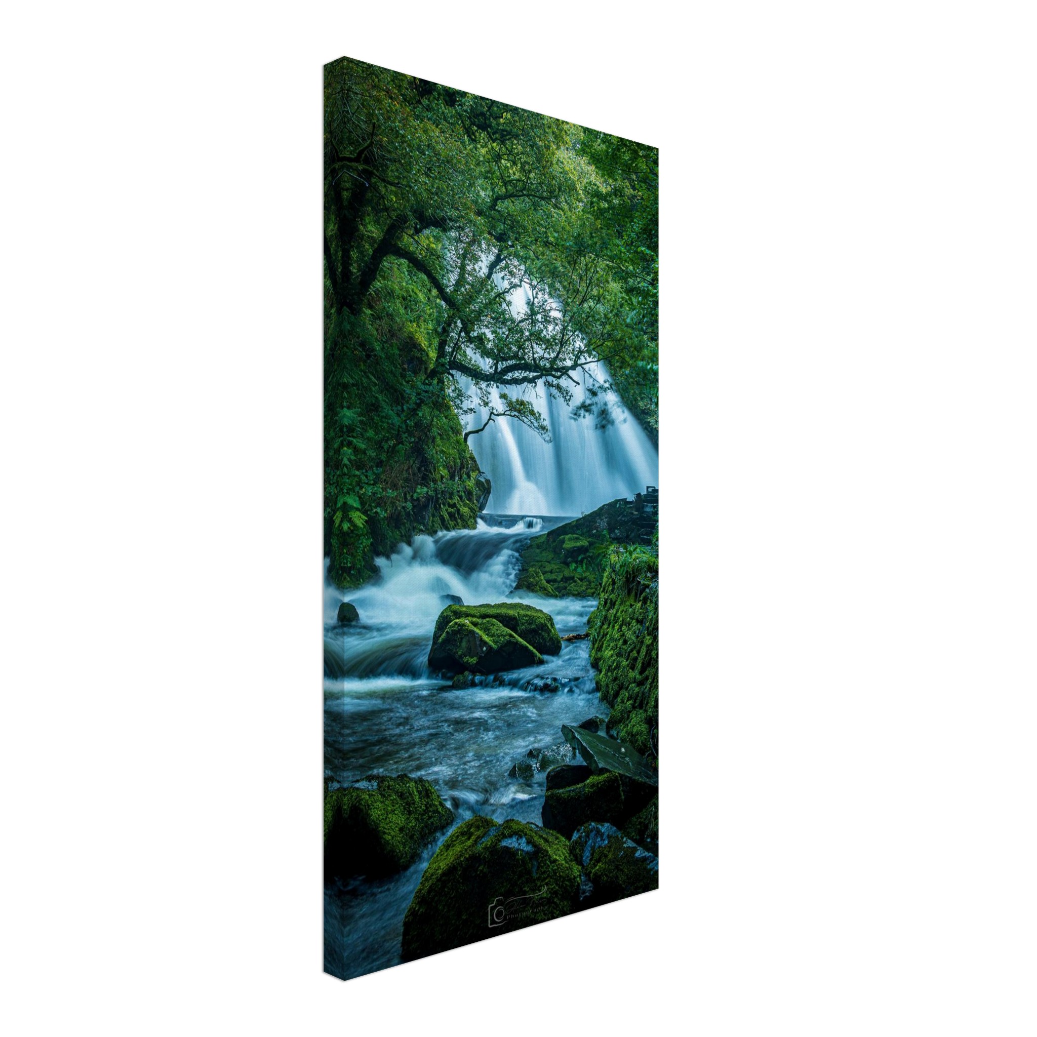 Rainforest Waterfall of Ceunant Mawr