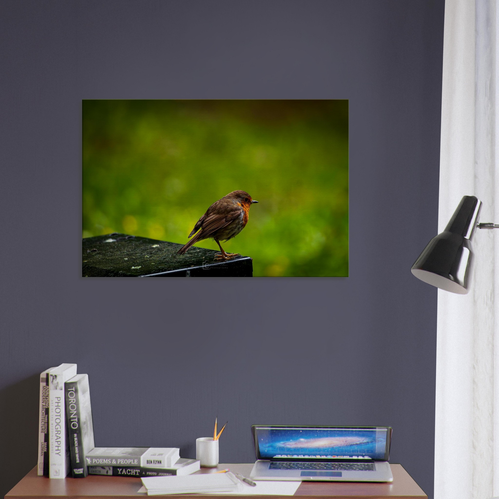 Robin Red Breast Watches The World