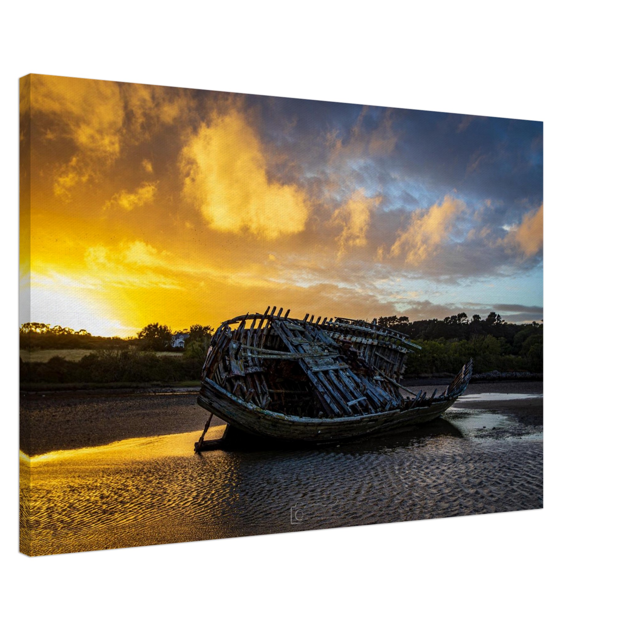 Golden Glory of the Manx Rose