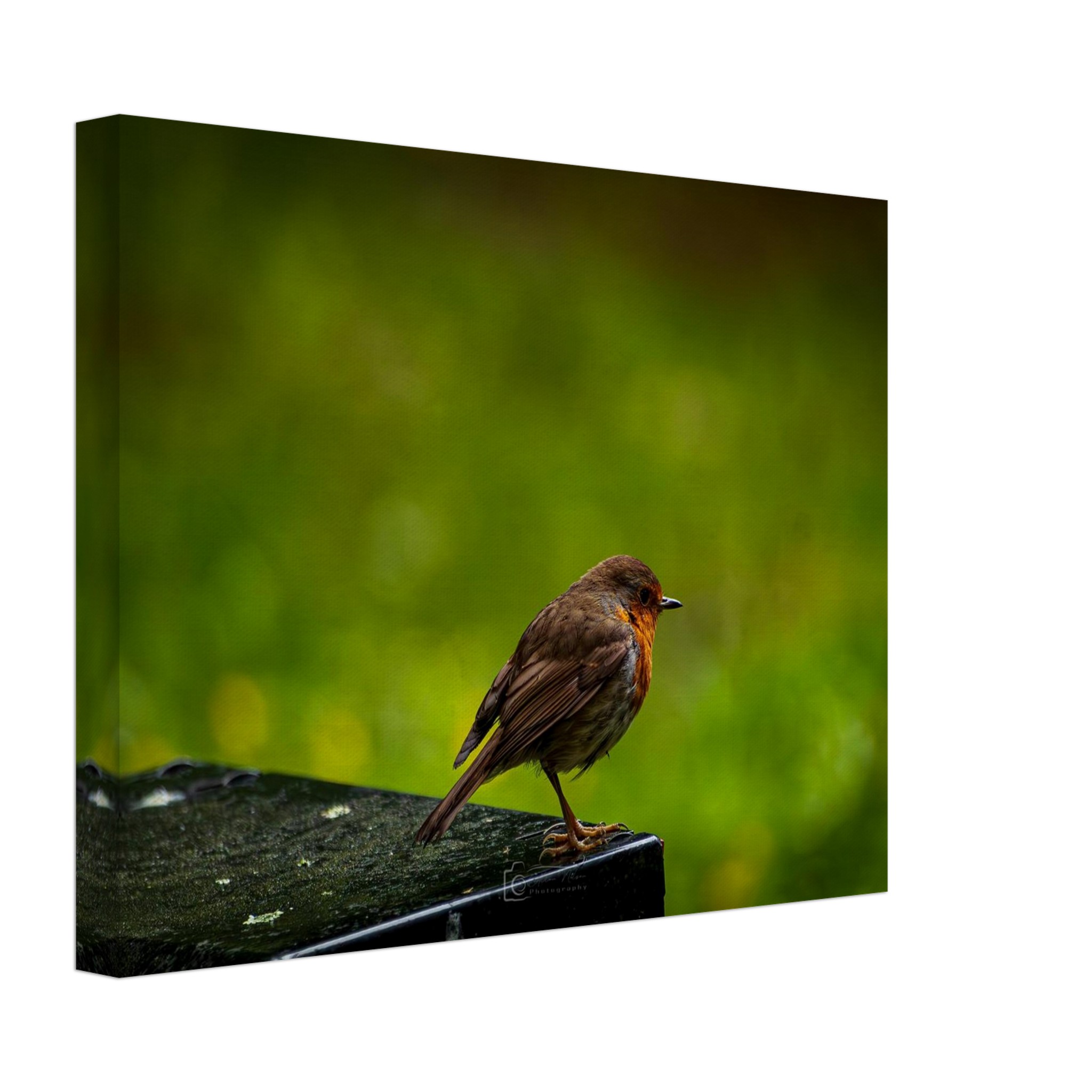 Robin Red Breast Watches The World