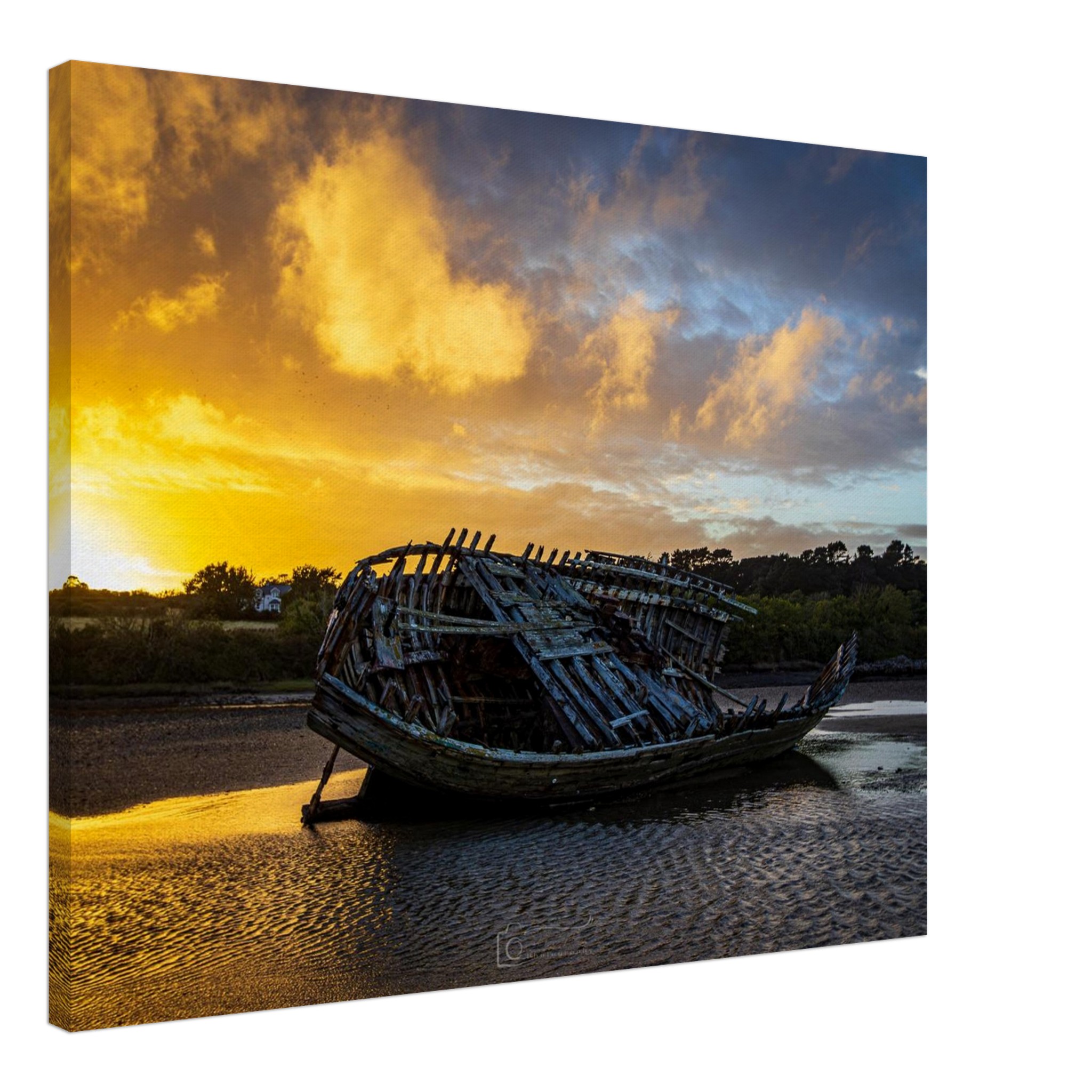 Golden Glory of the Manx Rose