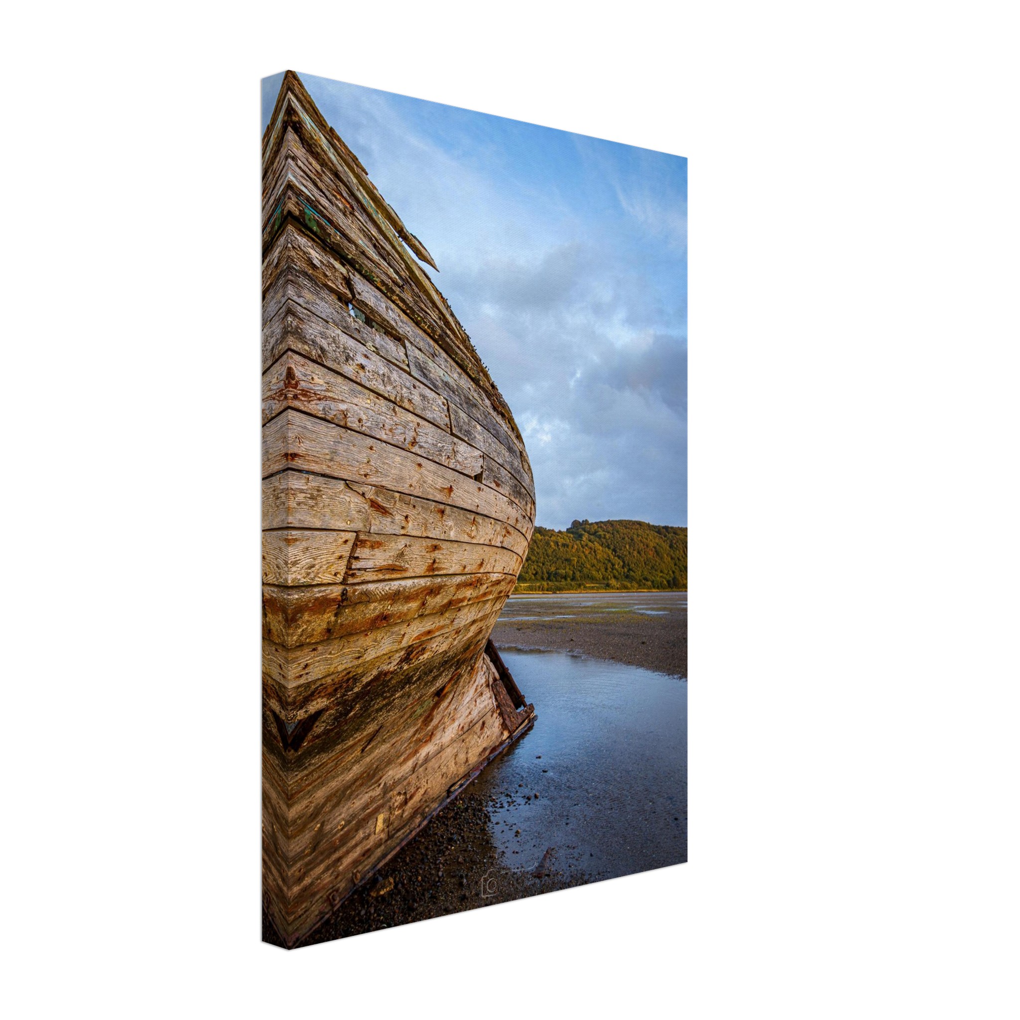 Manx Rose Screams Land Ahoy...