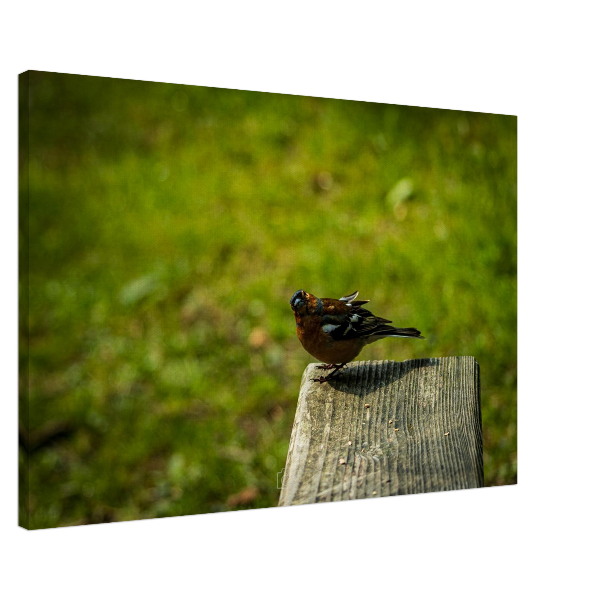 Charming Common Chaffinch