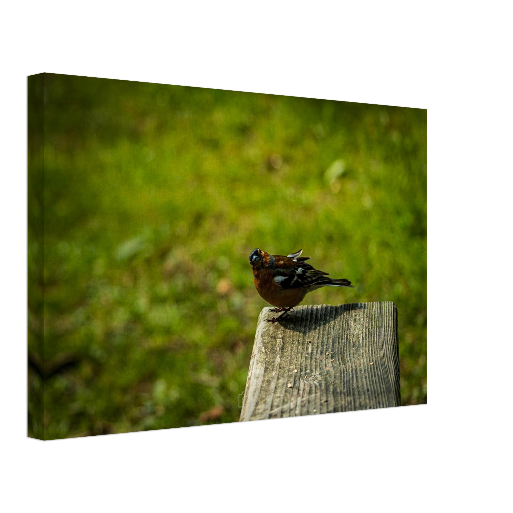 Charming Common Chaffinch