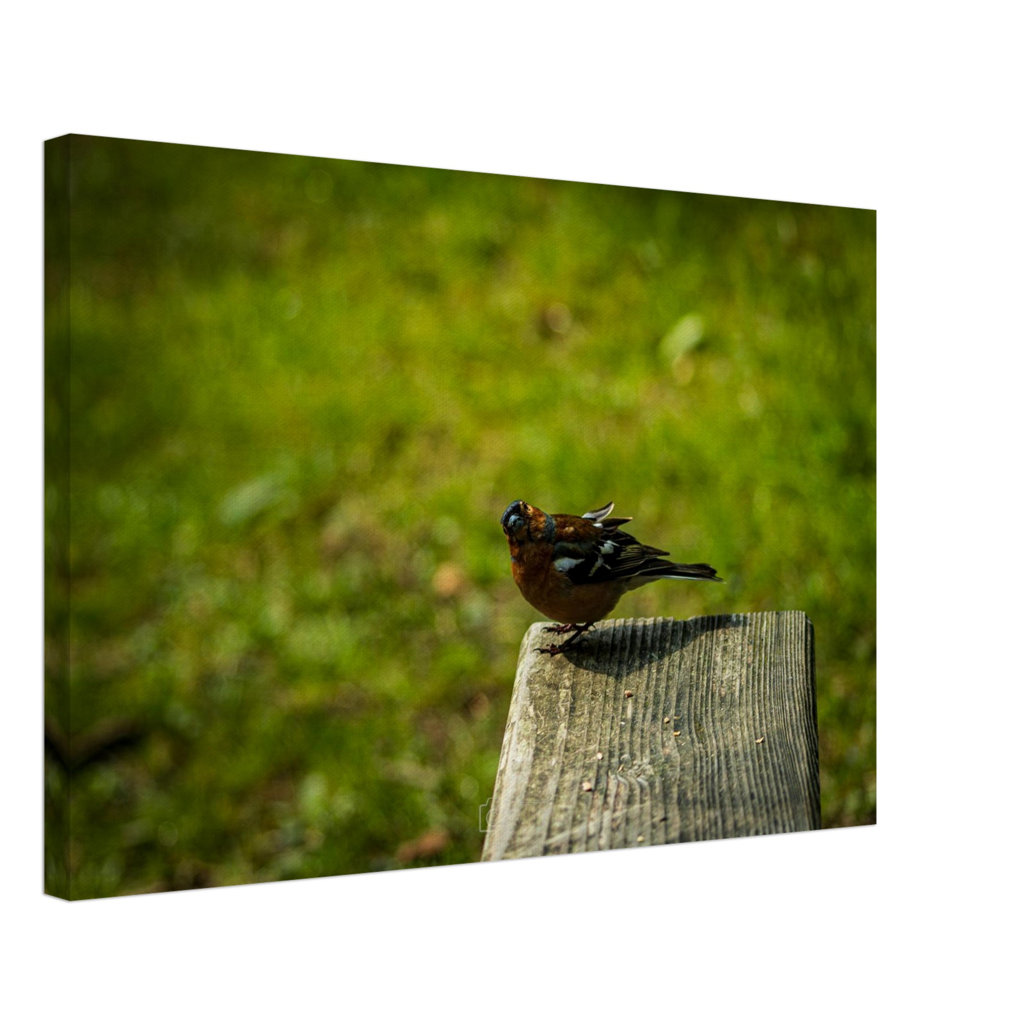 Charming Common Chaffinch