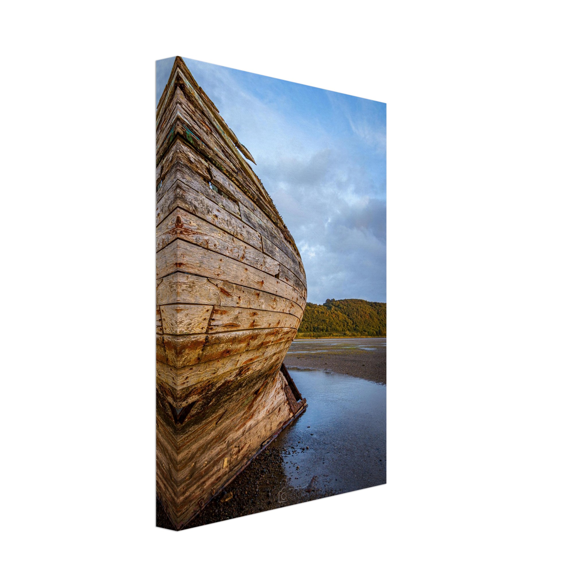 Manx Rose Screams Land Ahoy...