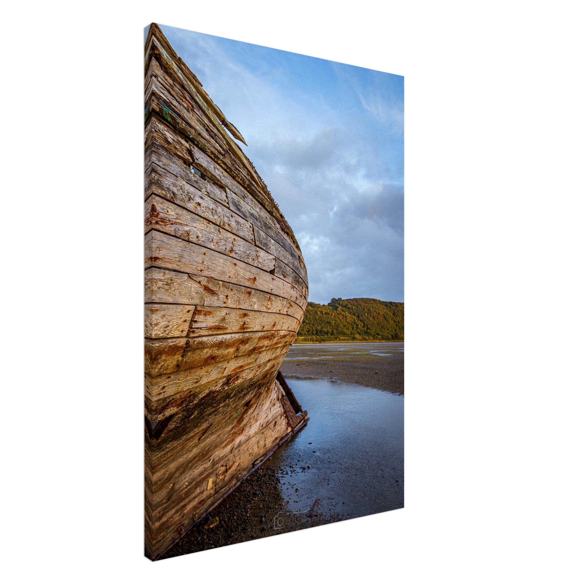 Manx Rose Screams Land Ahoy...