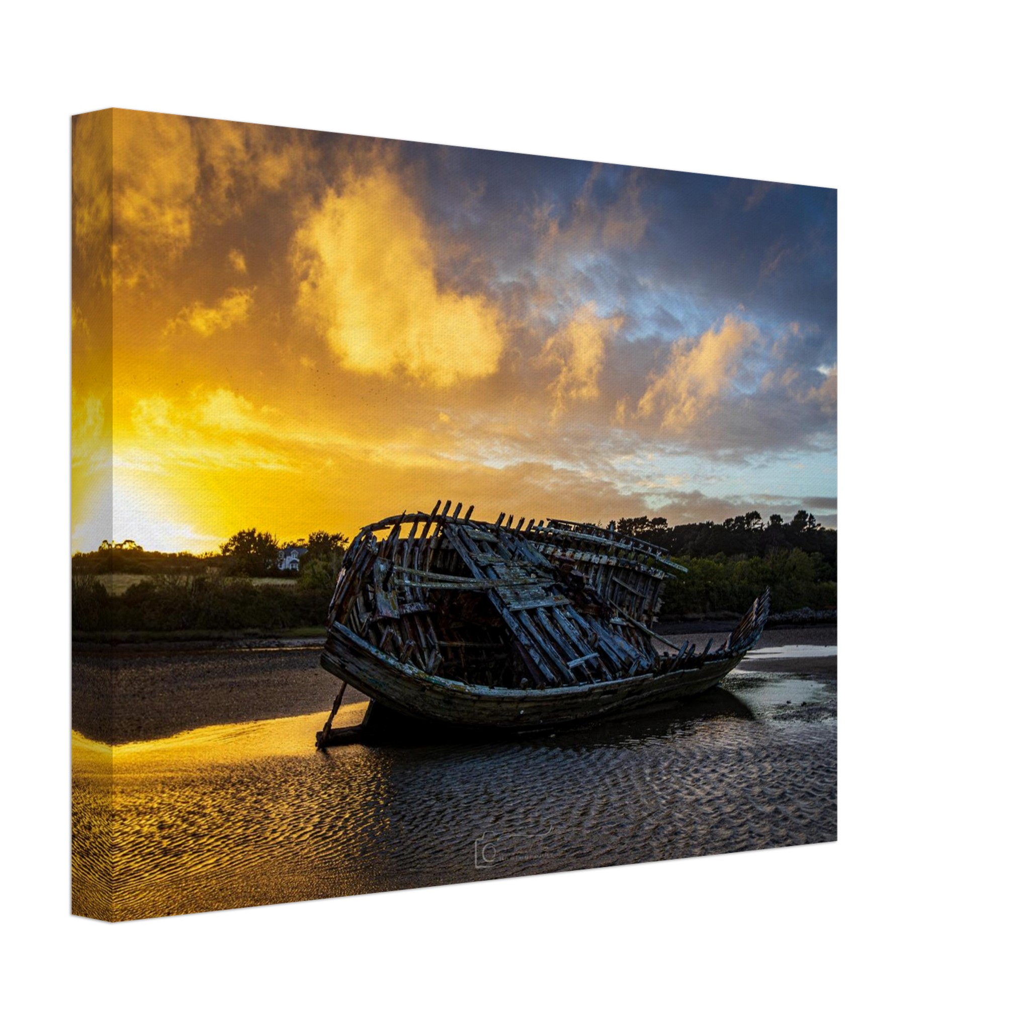 Golden Glory of the Manx Rose