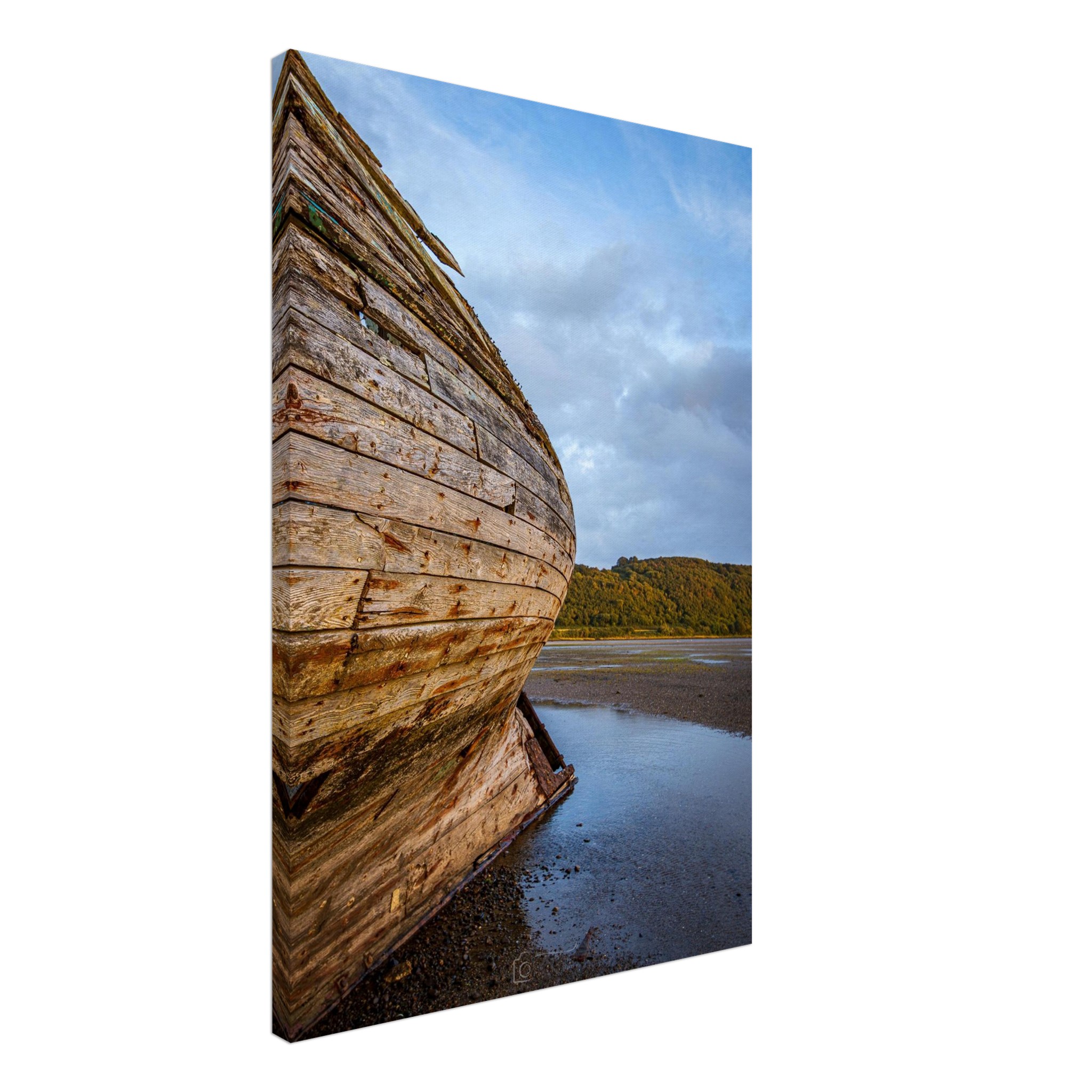 Manx Rose Screams Land Ahoy...