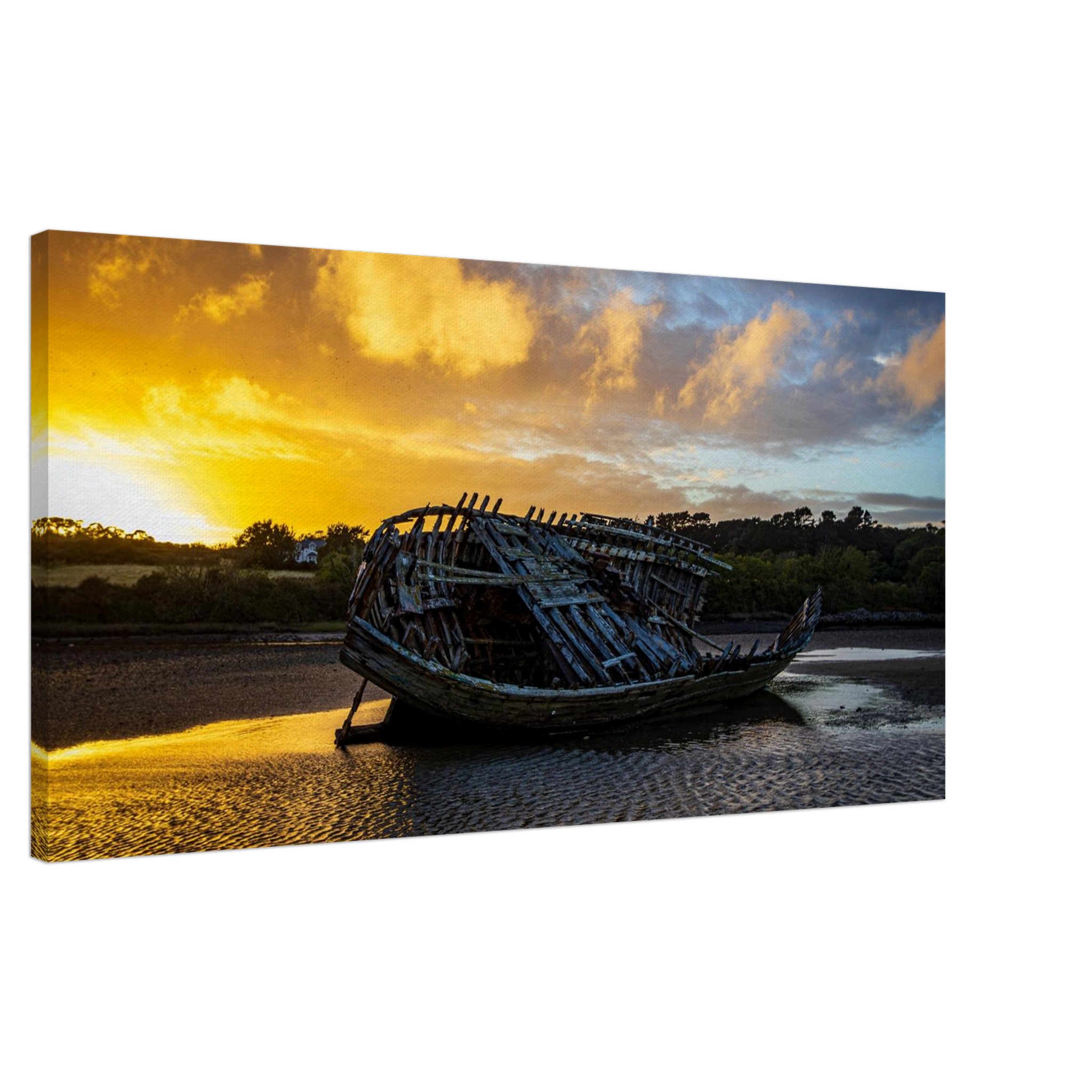 Golden Glory of the Manx Rose