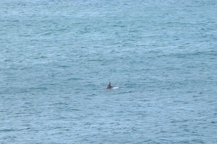 Dolphin Fins Surfacing