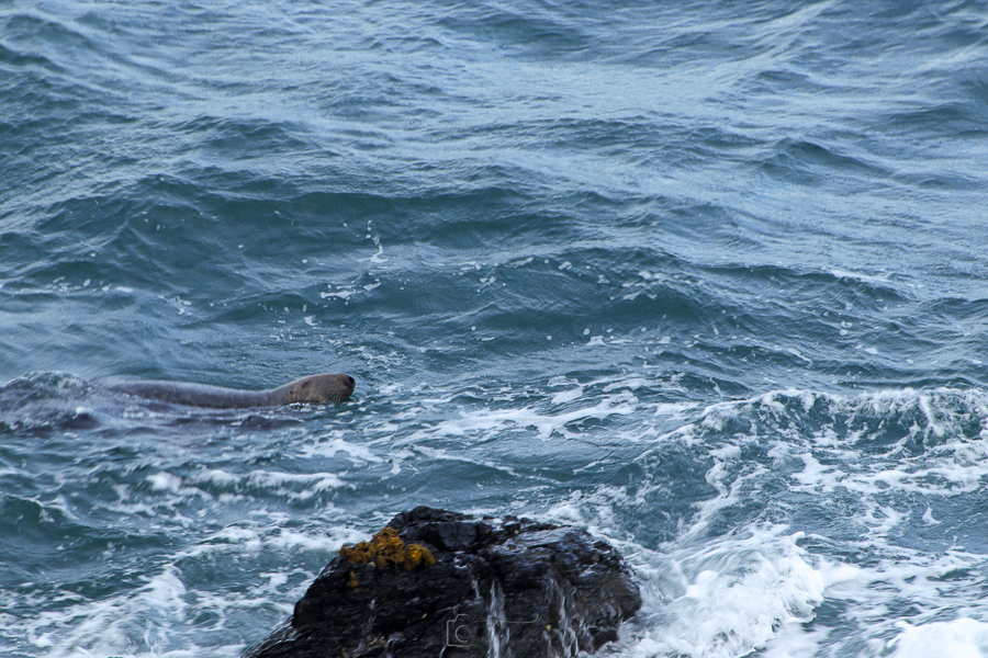 Large Seal Playing Near The Rocks