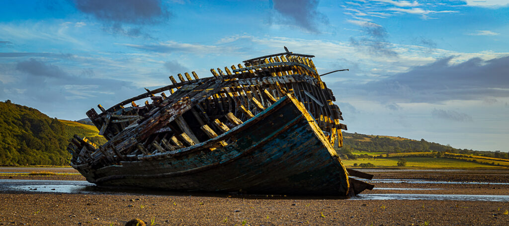 Manx Rose Sitting Proud Canvas Wall Art Print