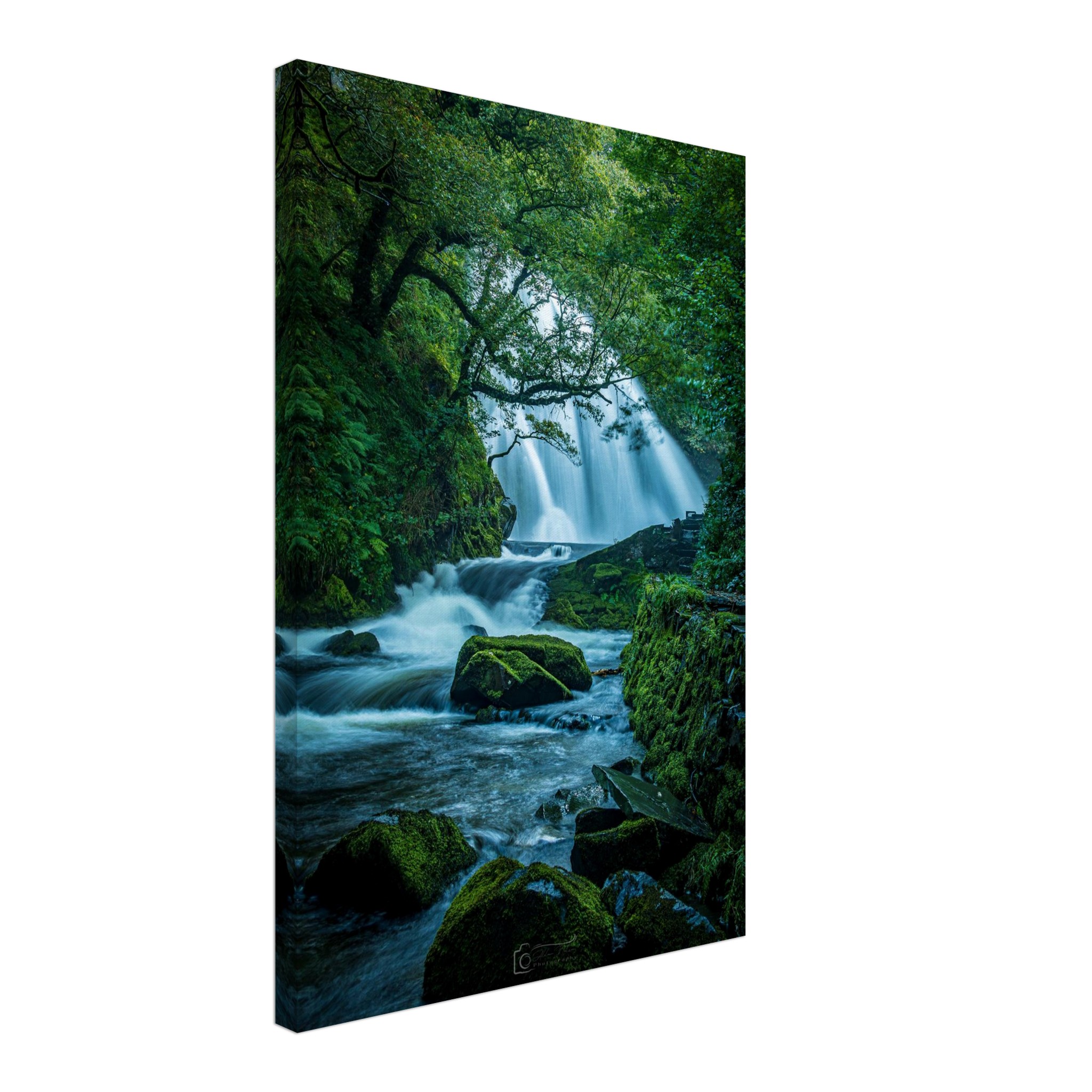 Rainforest Waterfall of Ceunant Mawr