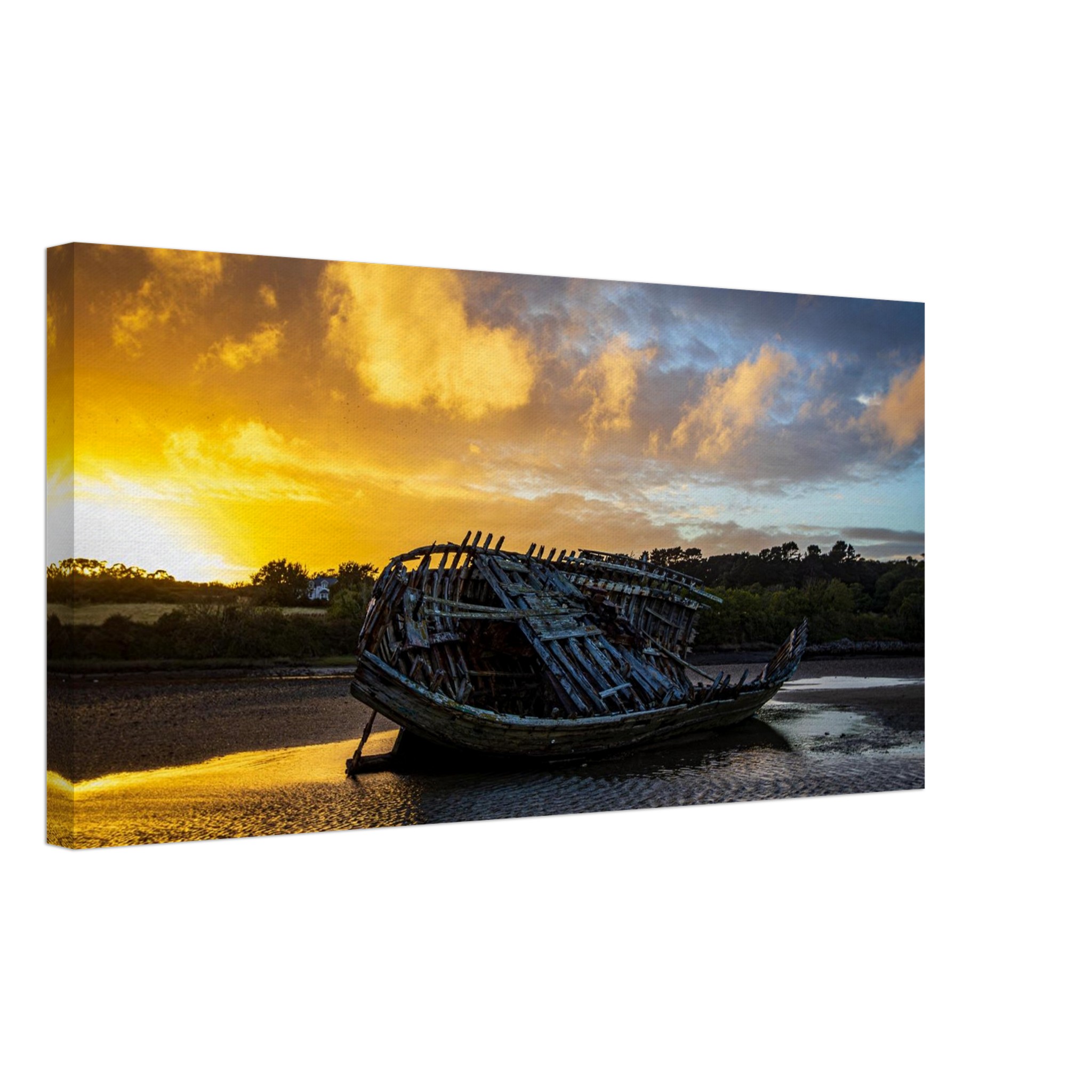 Golden Glory of the Manx Rose