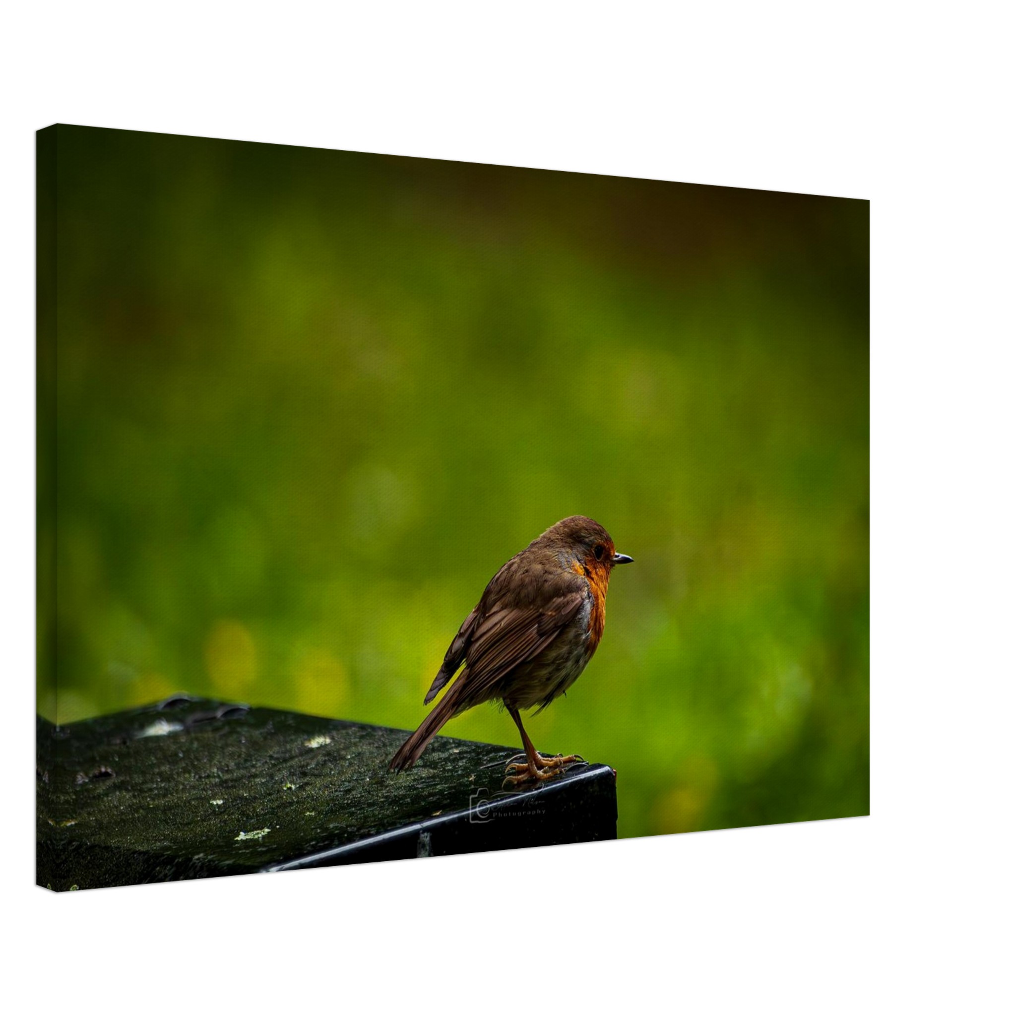 Robin Red Breast Watches The World