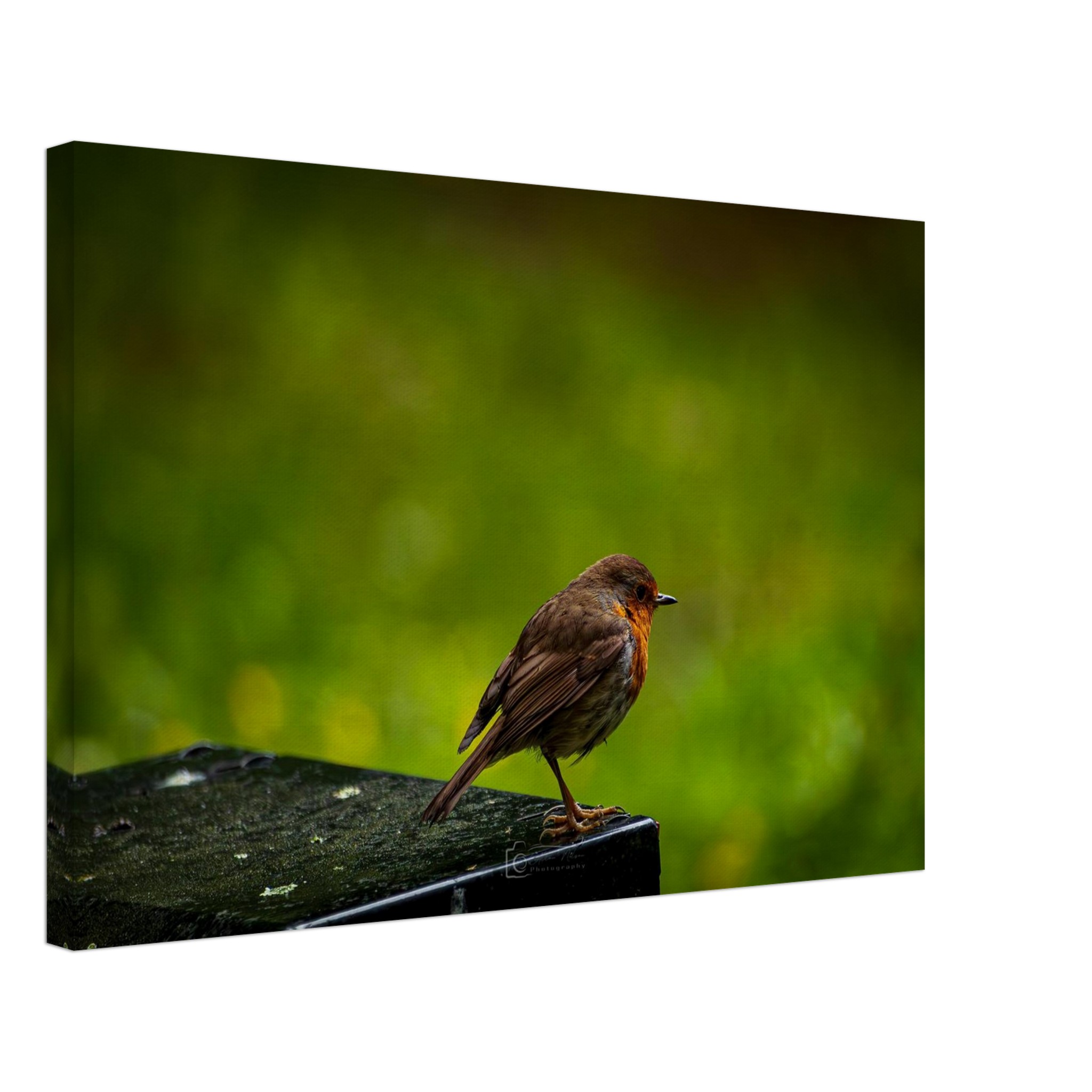 Robin Red Breast Watches The World